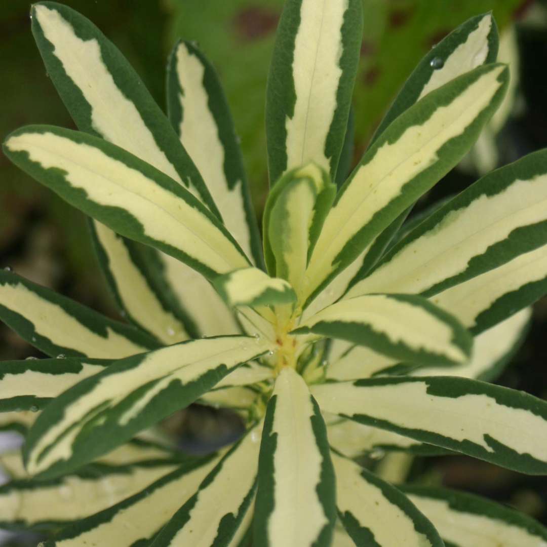 Close up of variegated yellow and green Moonlight Sonata Daphne foliage